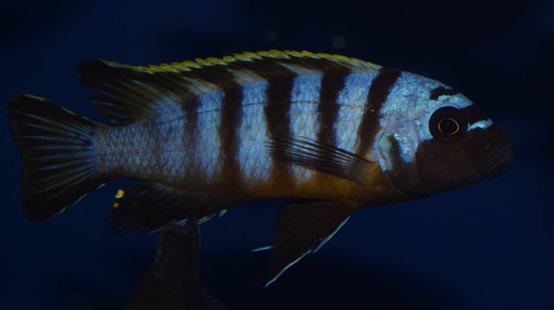 Maylandia sp. 'zebra long pelvic' Chesese